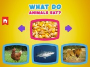 動物は何を食べますか
